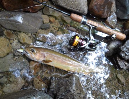 渓流ミノーイング　大イワナ！